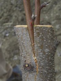 Innesto a spacco pulito